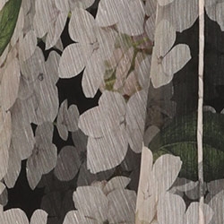 Black Hydrangea