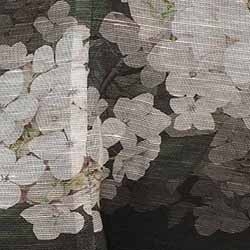 Black Hydrangea