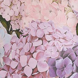 Multi Hydrangea